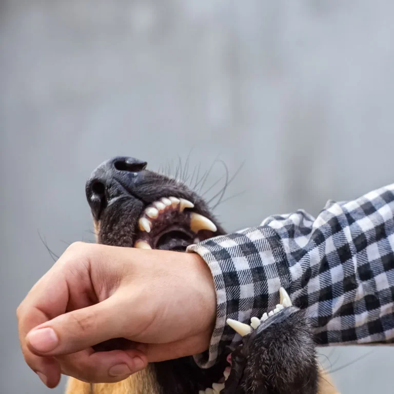 New Orleans Dog Bite Injury Lawyer